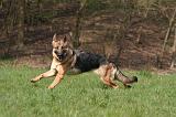 BERGER ALLEMAND 1285